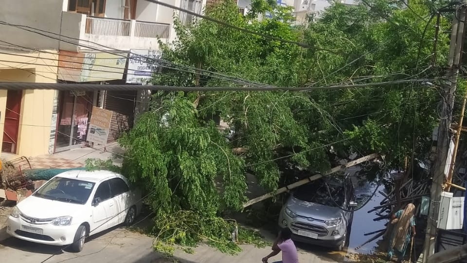 Trees fell at many places due to strong wind in Punjab
