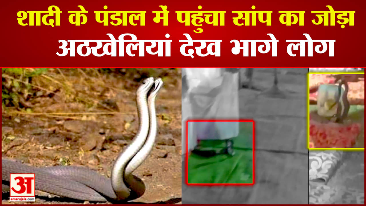 शादी के पंडाल में घुसा सांप का जोड़ा