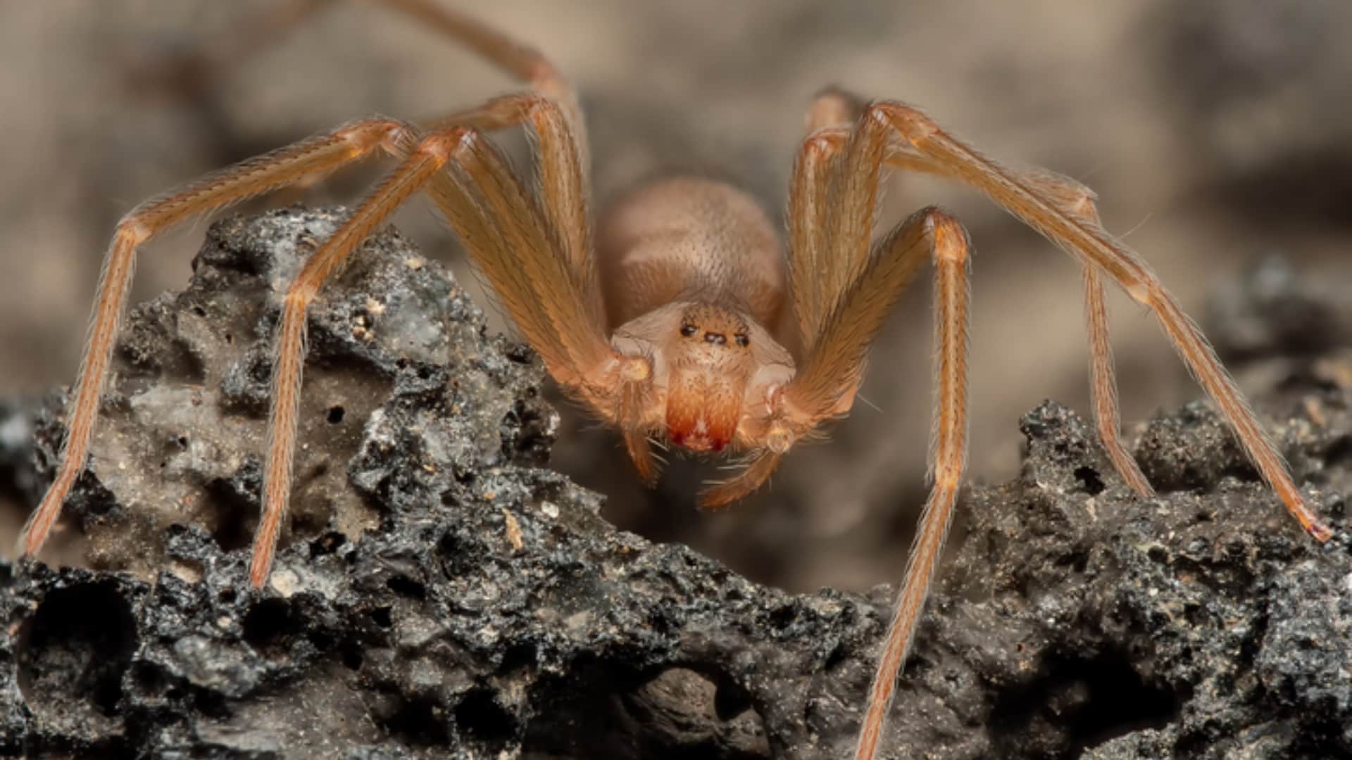 Most Poisonous Spiders Funnel Web Is Worlds Most Dangerous Spider In The World That Can Take Life In A Second