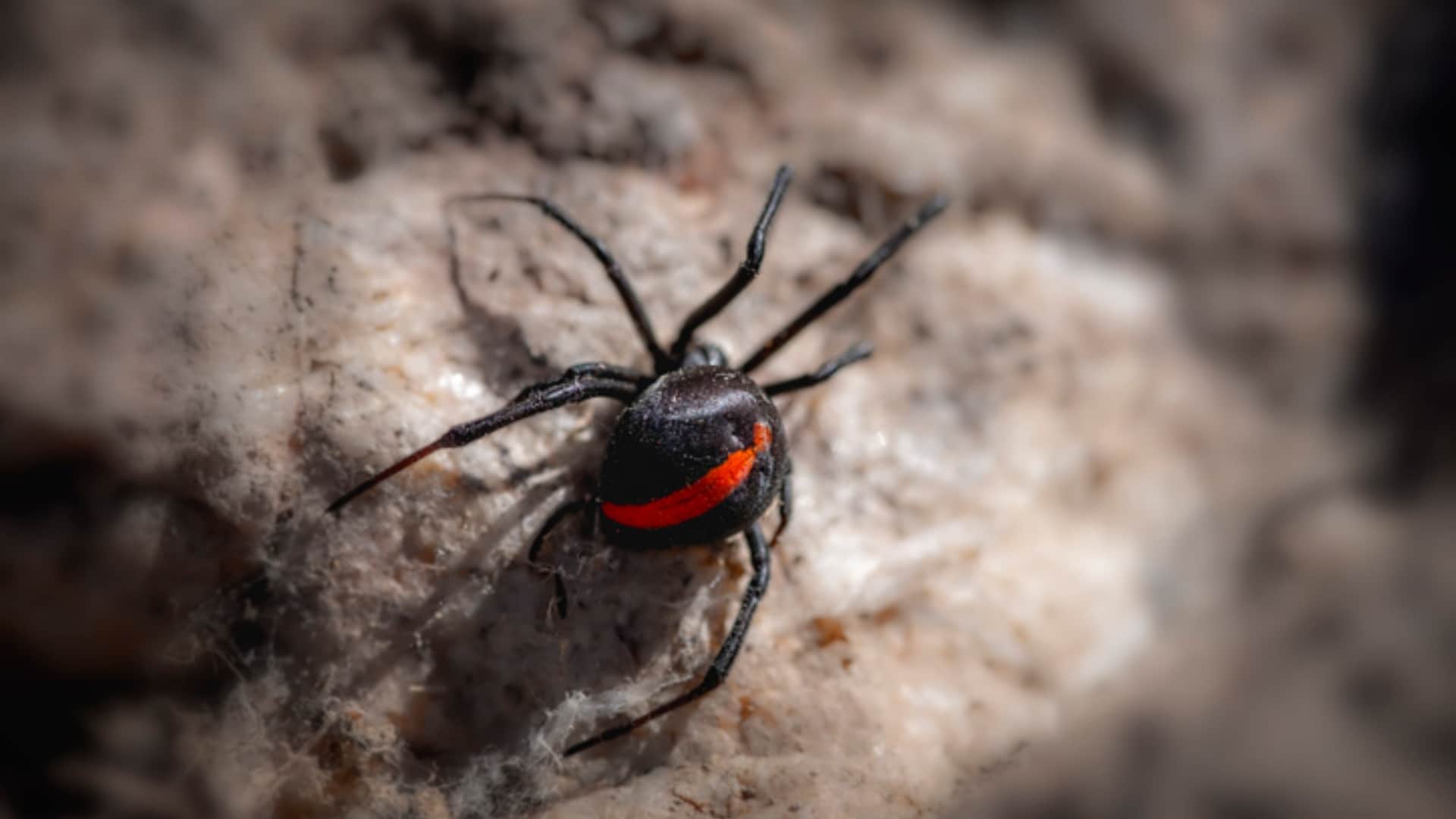 Most Poisonous Spiders Funnel Web Is Worlds Most Dangerous Spider In The World That Can Take Life In A Second