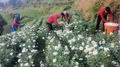 Babuna Flowers sold for 25 thousand rupees per quintal in Sirmour Himachal Pradesh