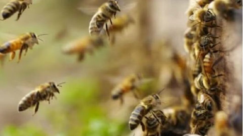 Tempo overturned due to bee attack six passengers injured