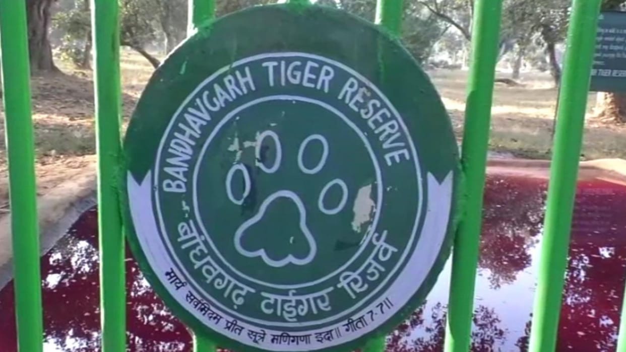 MP News: Tiger dies in Bandhavgarh Tiger Reserve umaria Hindi news