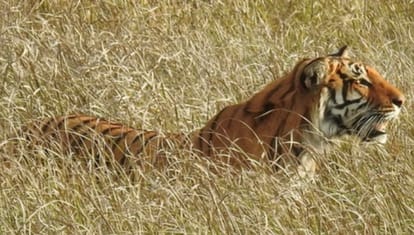 World Endangered Species Day...Many endangered species growing in the forests of Bijnor