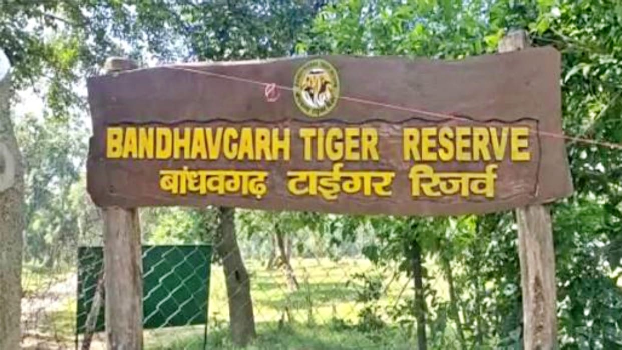 Body of female tiger found in Bandhavgarh Tiger Reserve
