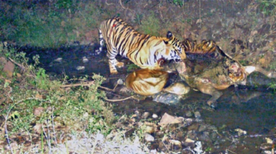 Tiger location trace Mhow forest area