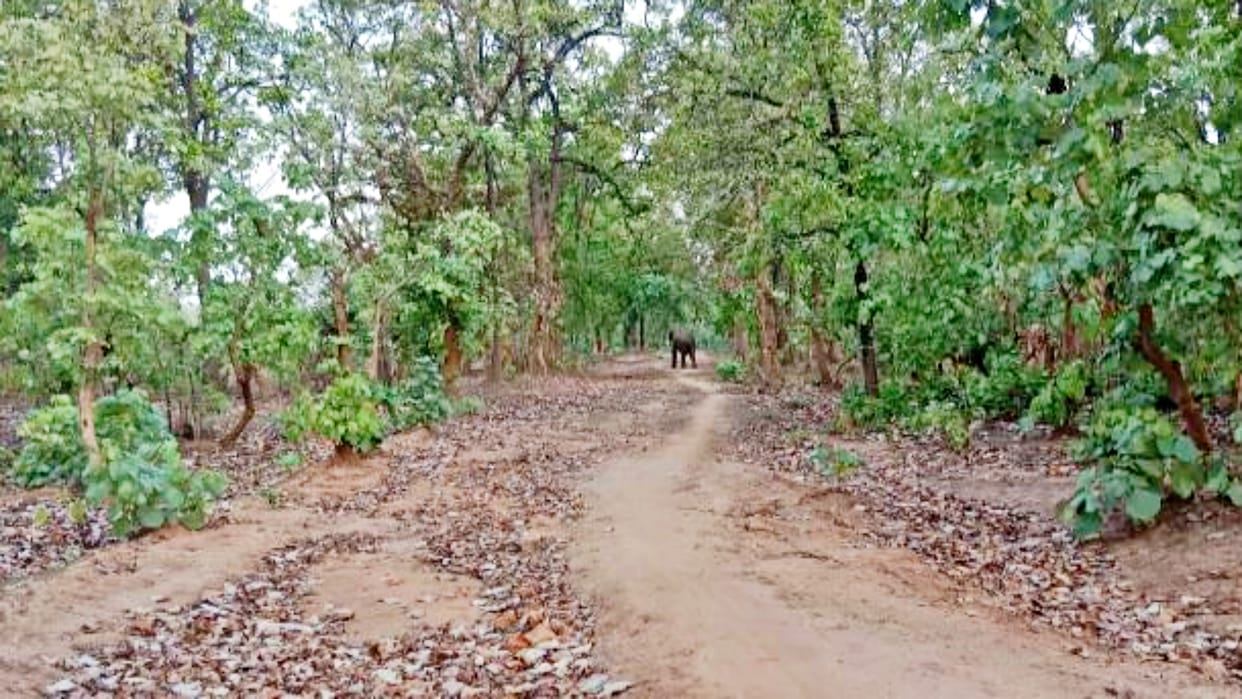 Elephants attacked a woman who went to the forest of Jaisinghnagar