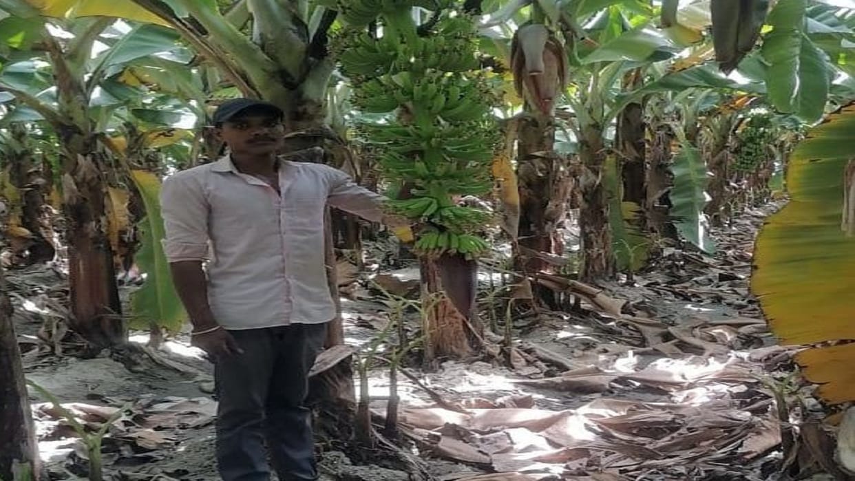 Banana farming changed its fortunes, the landless family is today the tenant of so many bighas