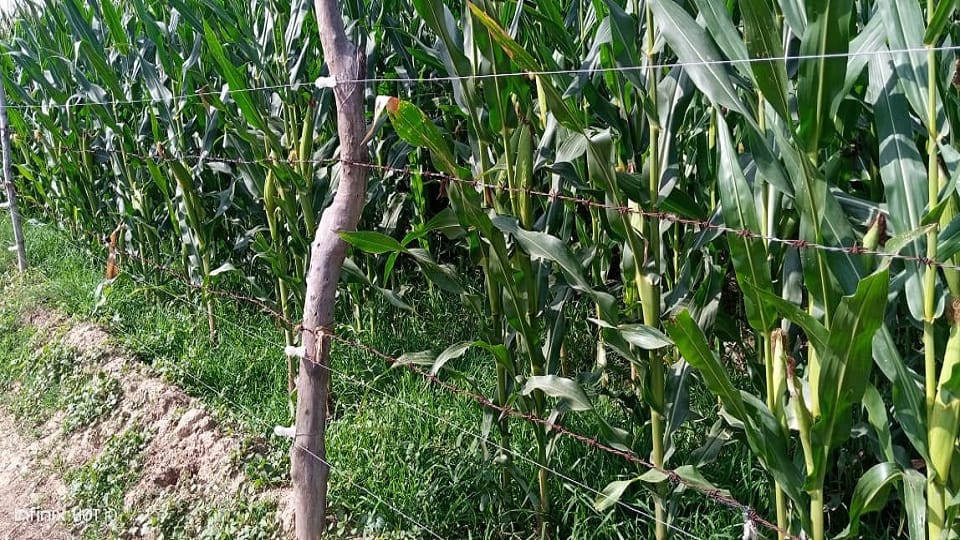 young man died due to electric current flowing through barbed wire installed on edge of field In Mainpuri