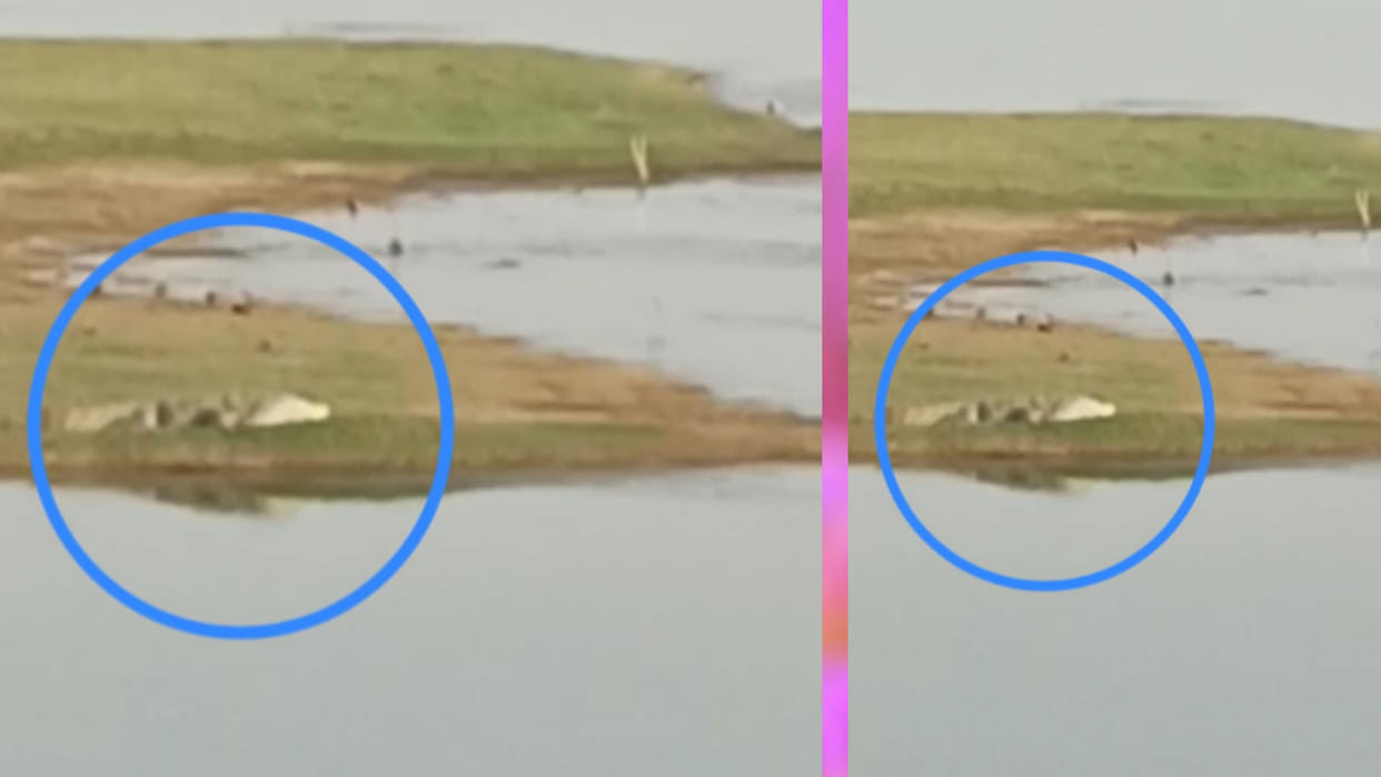 crocodile coming out of the Mahanadi in Katni, villagers in panic, came out of the water and were seen sunbath