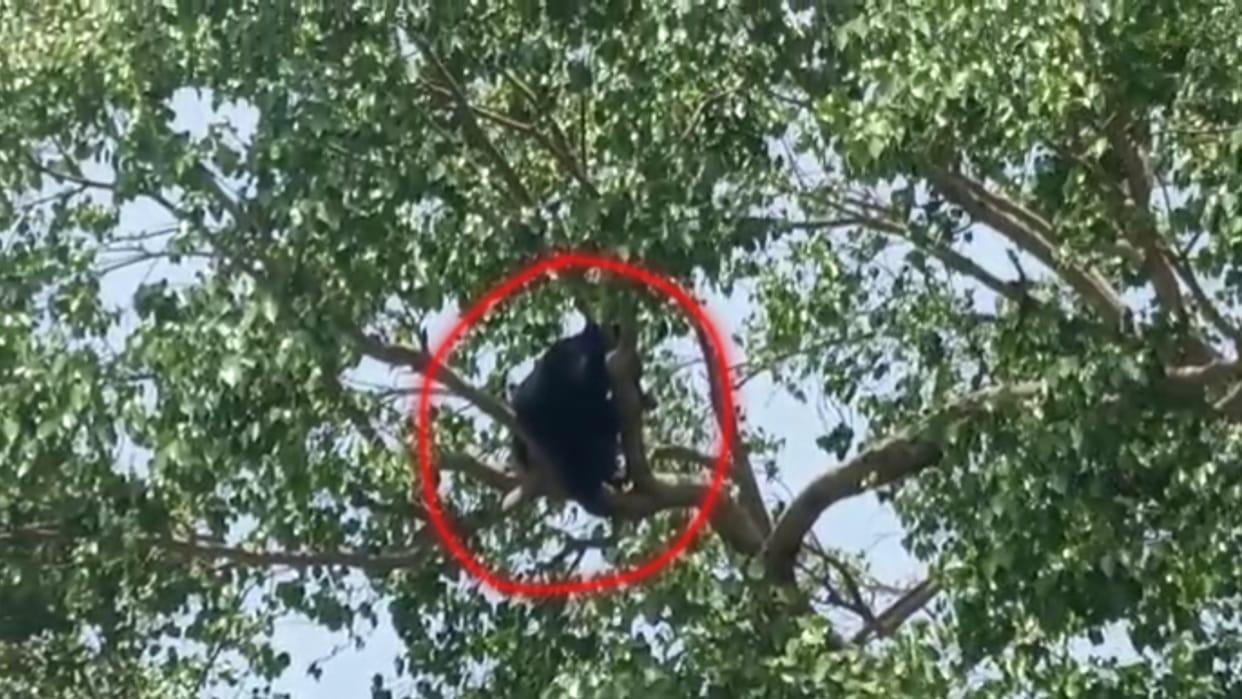 Damoh News: In the greed of honey the bear climbed the tree, the forest department rescued