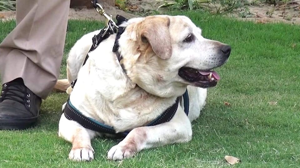Dog attacked girl, negligence case registered