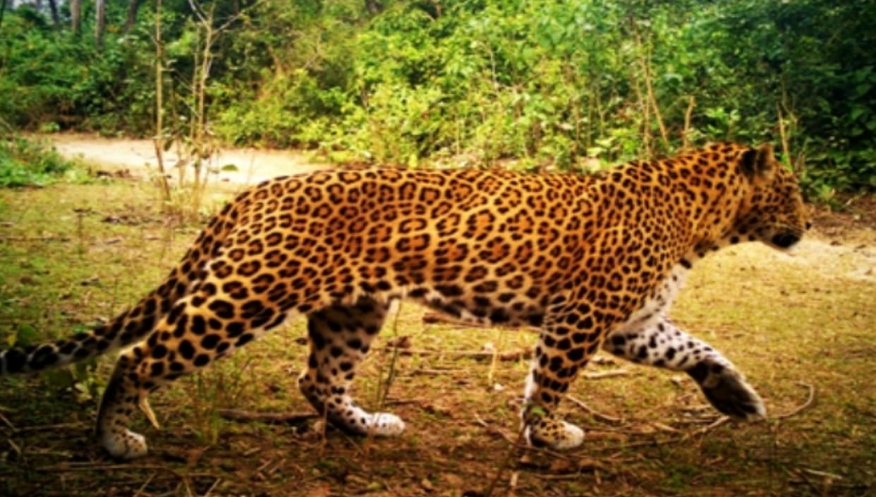 Leopard killed a deer by scratching it near forest