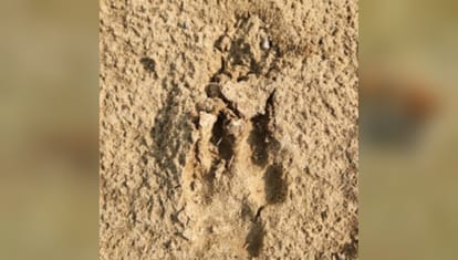 World Endangered Species Day...Many endangered species growing in the forests of Bijnor