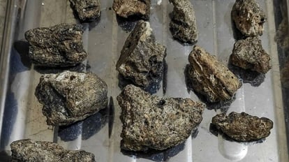 Tamil Nadu: तूतीकोरिन समुद्री तट से DRI ने जब्त की व्हेल की उल्टी, इसकी कीमत 31.6 करोड़, जानें क्यों Tamil Nadu: Whale ambergris seized by DRI from Tuticorin beach, worth 31.6 crores, know why