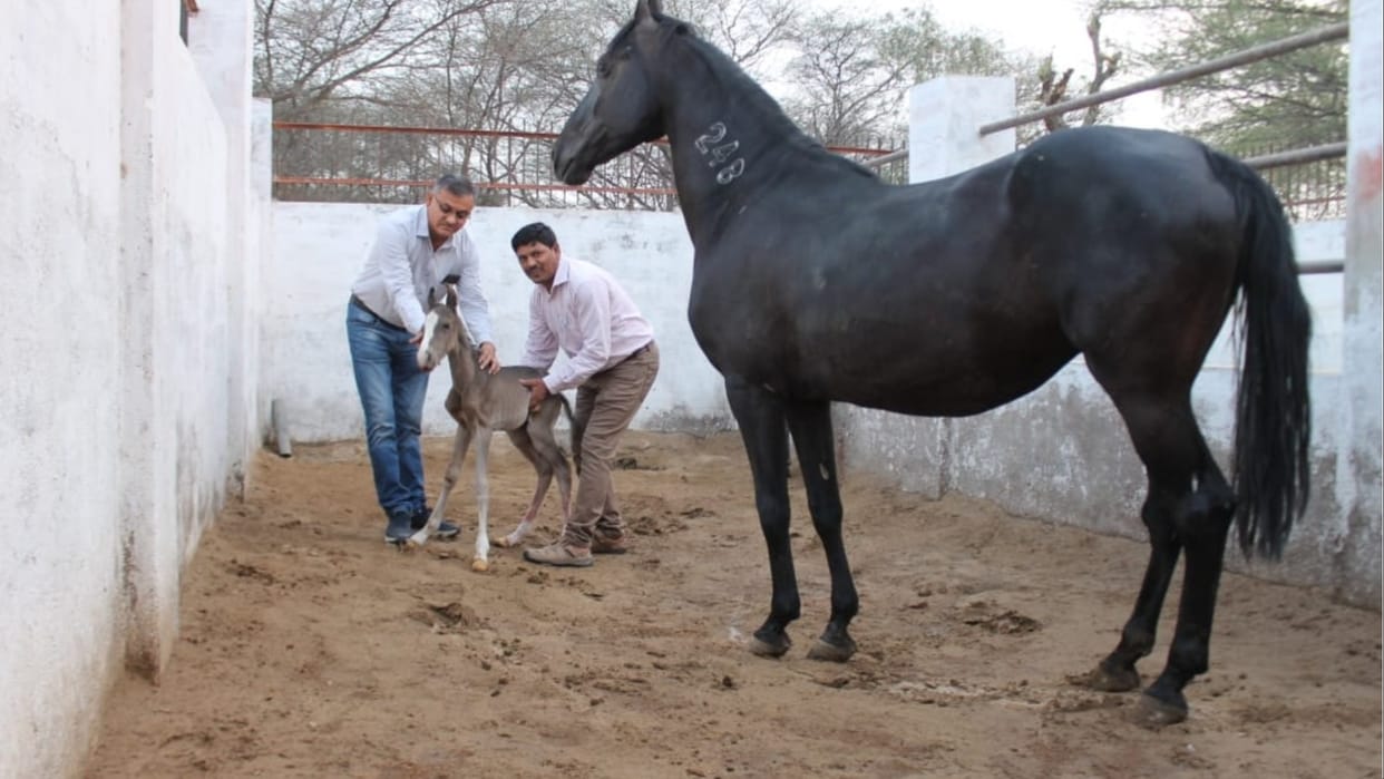 First Marwari mare born by embryo transfer technique at Bikaner Horse Research Center