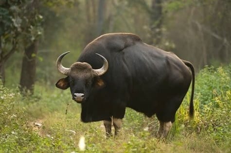 Three persons killed in two separate gaur attacks in Kerala