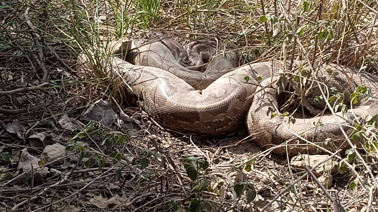 Hardoi: Python found in excavation of earthen mound
