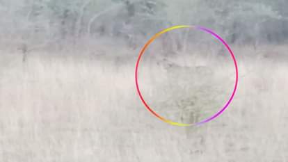 खुले जंगल में चीता