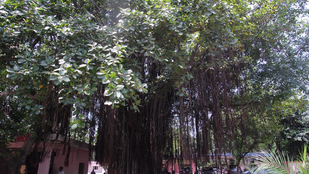 UP News: Seven banyan trees of Meerut will be included in the unique heritage