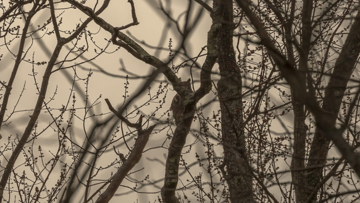 optical illusion: can you find Owl in this image within 8 seconds? Check Your Brain IQ