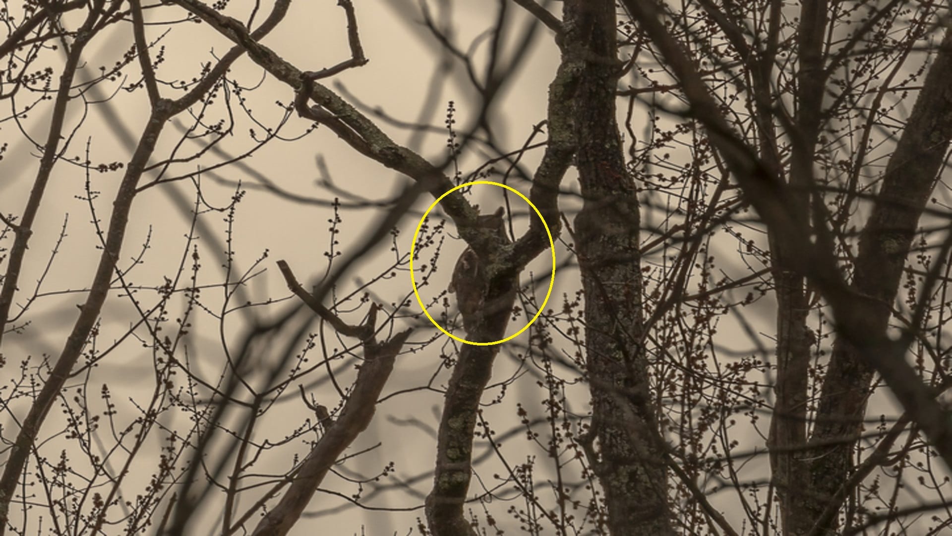 optical illusion: can you find Owl in this image within 8 seconds? Check Your Brain IQ