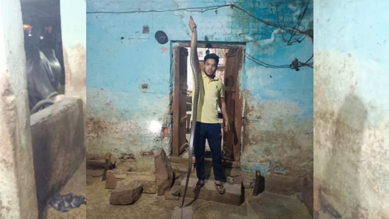 10 feet snake was hiding in the wall of a raw house in Sagar, rescued and released in the forest