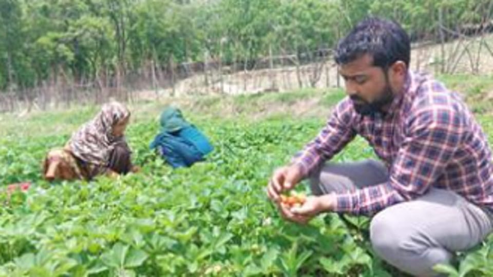 Heavy rains hit Kashmiri strawberries in April-May, producing 30 percent less