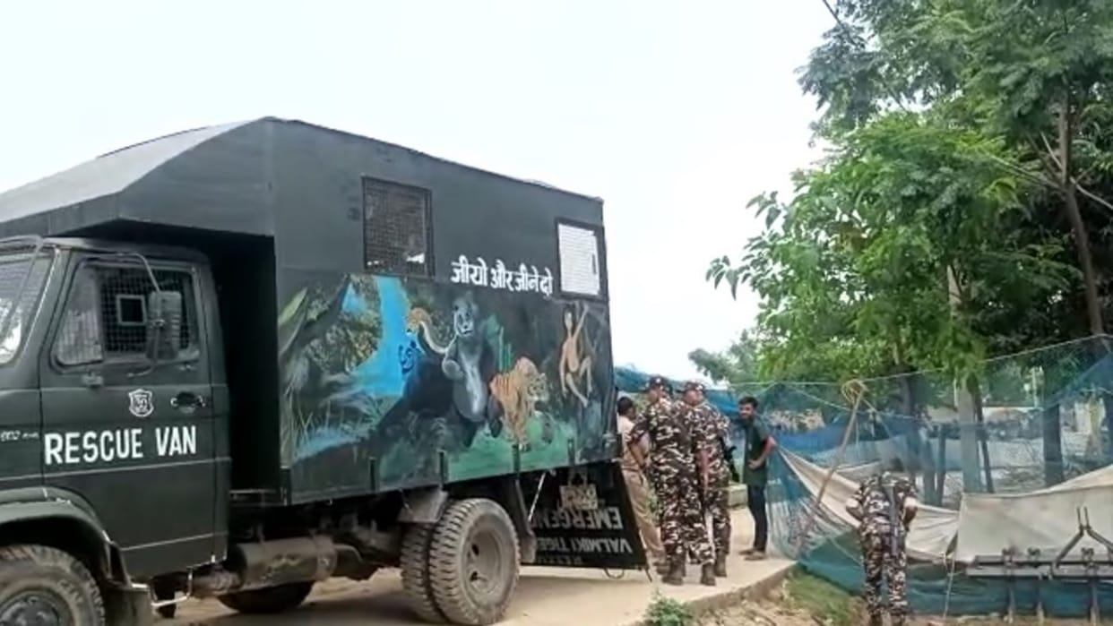 tiger that came out of Tiger Reserve in Bettiah attacked the woman, then forest department team rescued him