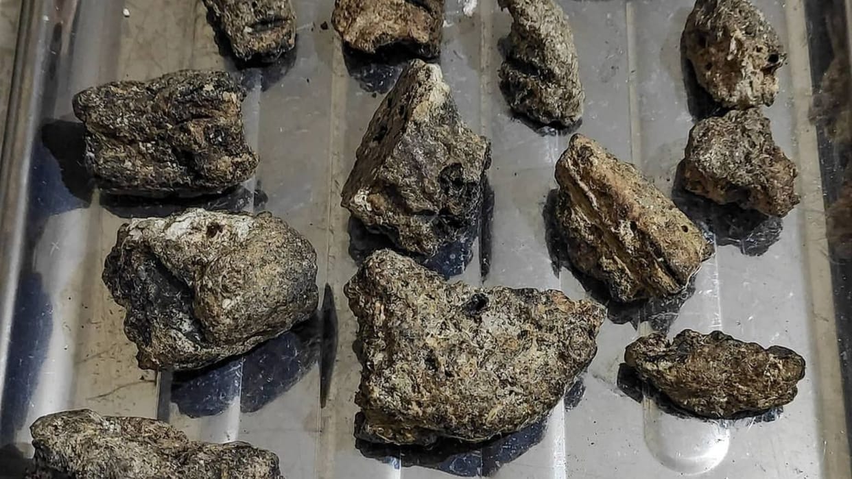 Tamil Nadu: Whale ambergris seized by DRI from Tuticorin beach, worth 31.6 crores, know why