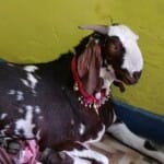 बकरा। सांकेतिक चित्र