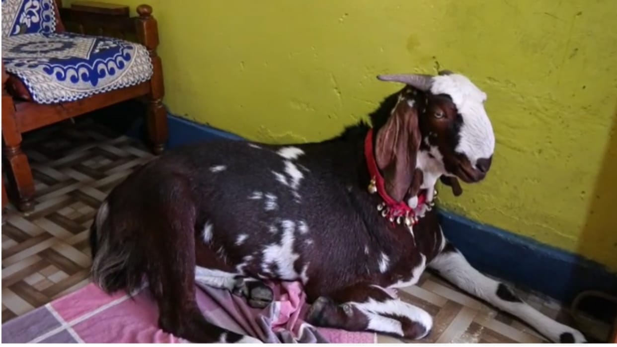 miscreant took away the goat after filling it in Honda City Car