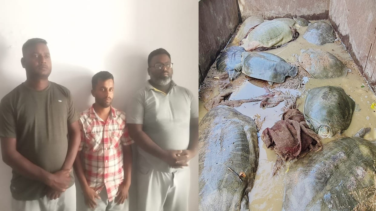 Etawah: Three smugglers carrying turtles in luxury car arrested