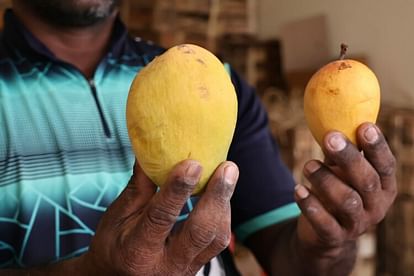 Hapus mangoes were also affected by climate change, production decreased by 50 percent