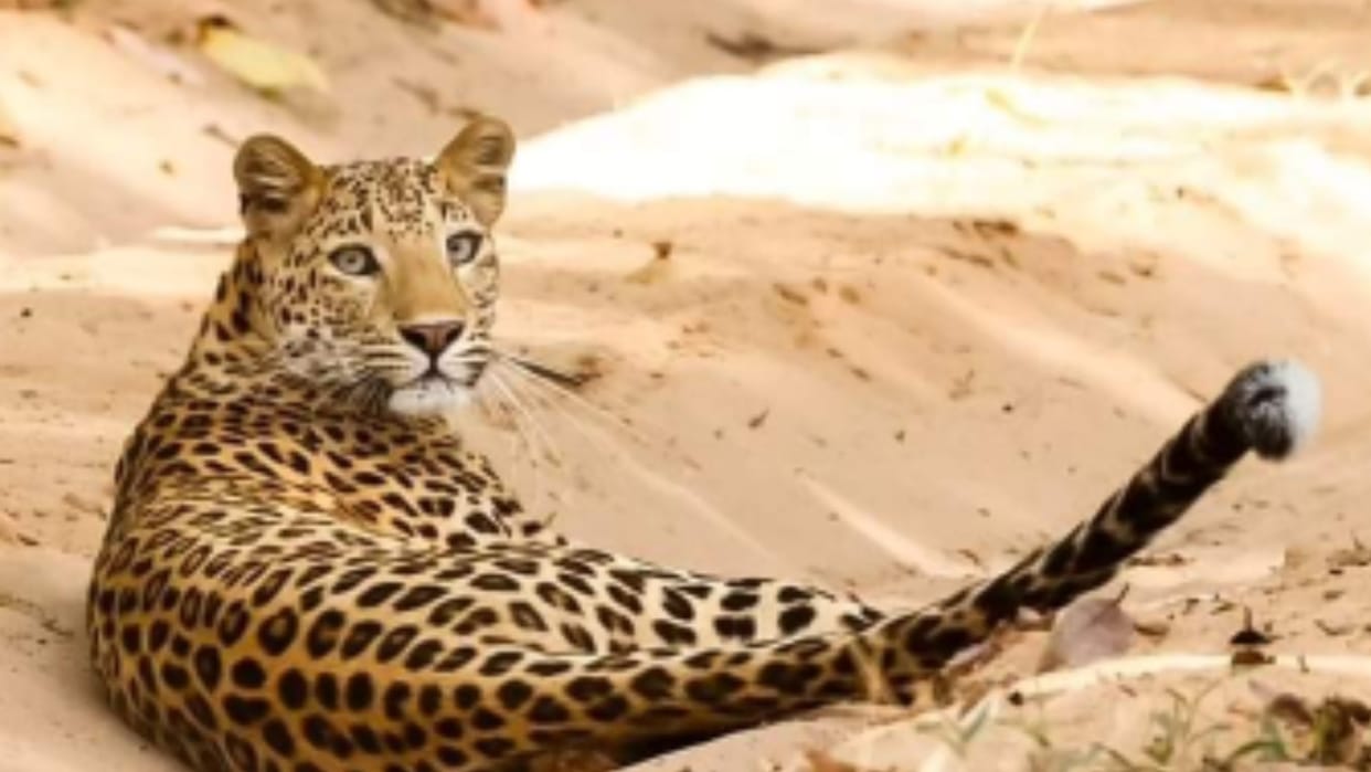 leopards in the country last nine years there has been an increase of 81 percent