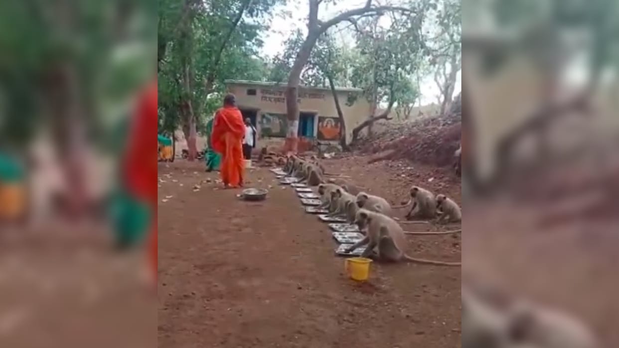 Monkey Viral Video: group of langurs monkey eat in food queue showed discipline like humans