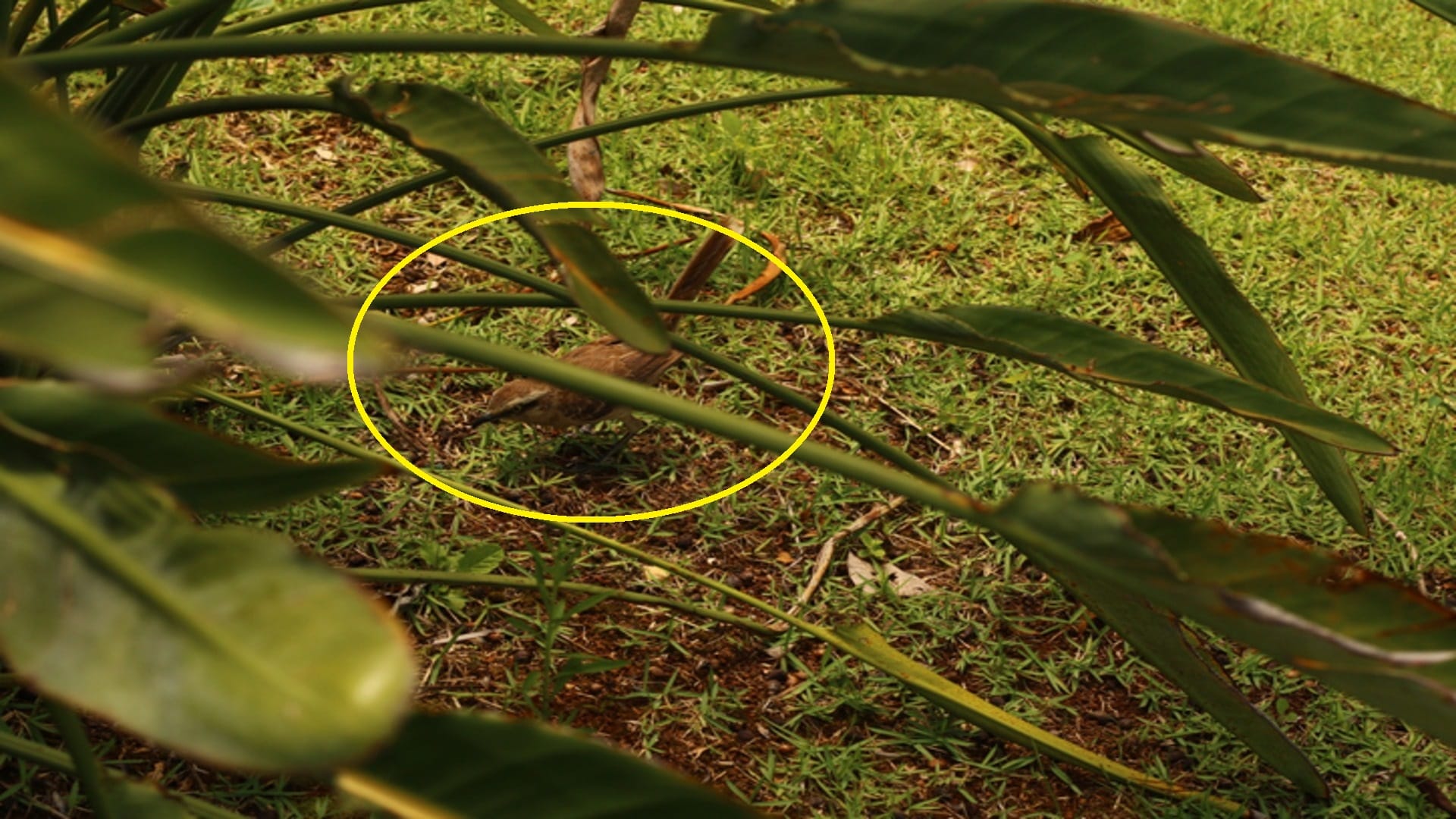 Optical illusion: We dare you to find the bird hiding in this picture in 7 seconds