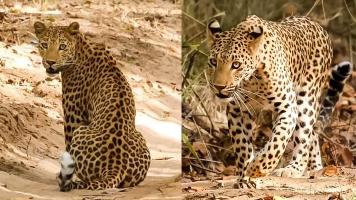 Leopards more than doubled in the forests of UP in three years