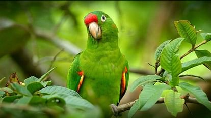 Smugglers sold 20 thousand parrots in Ahmedabad