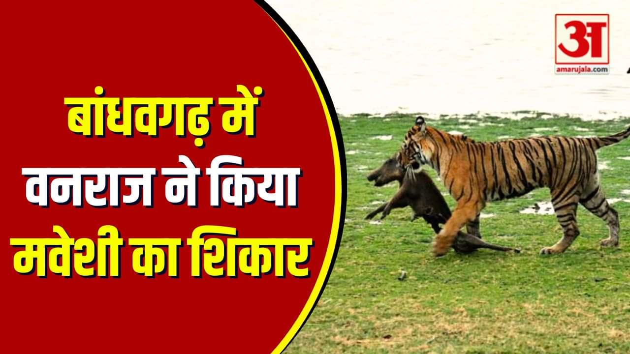 बांधवगढ़ टाइगर रिजर्व