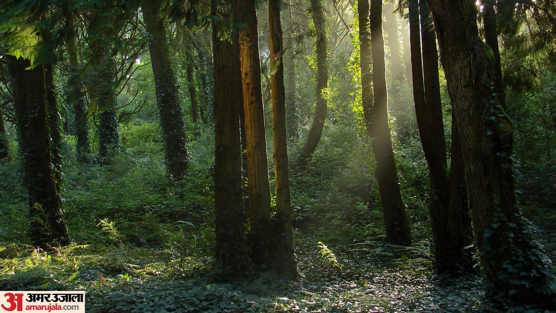 Hidden Animal Optical Illusion: Can you find a fox in the forest in 8 seconds?