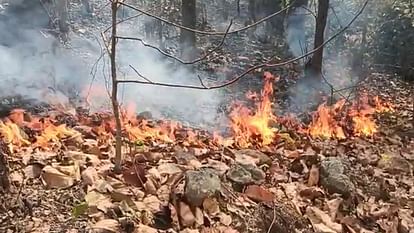 Many trees and plants burnt due to forest fire in GPM