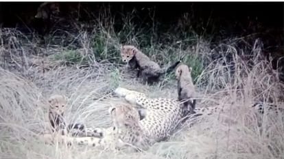 Kuno National Park News: 2 Cheetah Cubs in Kuno National Park Die Due to Dehydration