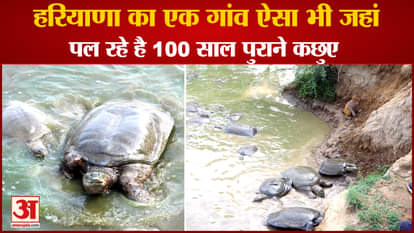 World Turtle Day: 100 Year Old Turtles Living In Fatehabad