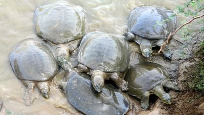 World Turtle Day, Tortoise on verge of extinction in Haryana, being killed as medicine or meat