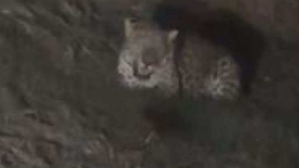 Leopard jumps in front of car in Pilibhit
