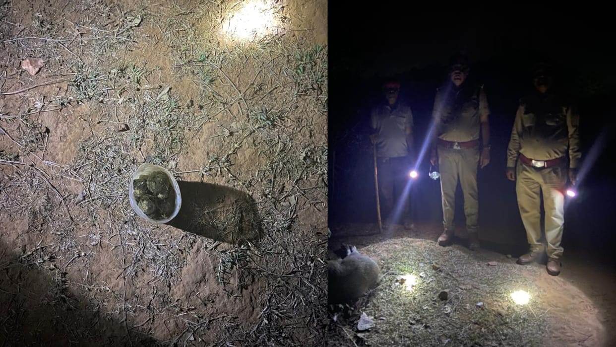 Katni News: Wild animal hunted by boar bomb, police engaged in search of accused