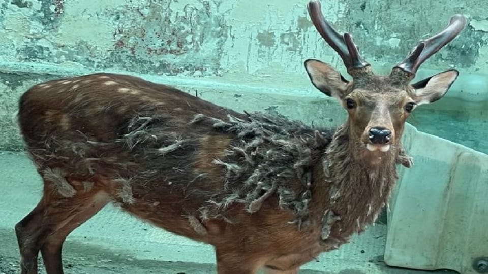 Sika deer of Japanese species will woo visitors in the zoo