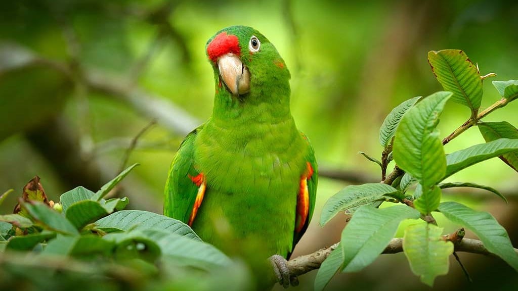 Smugglers sold 20 thousand parrots in Ahmedabad
