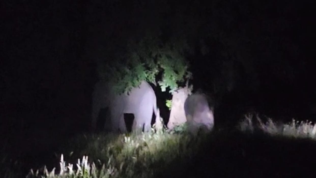 chhattisgarh wildlife; elephants trampled farmers crops in gpm